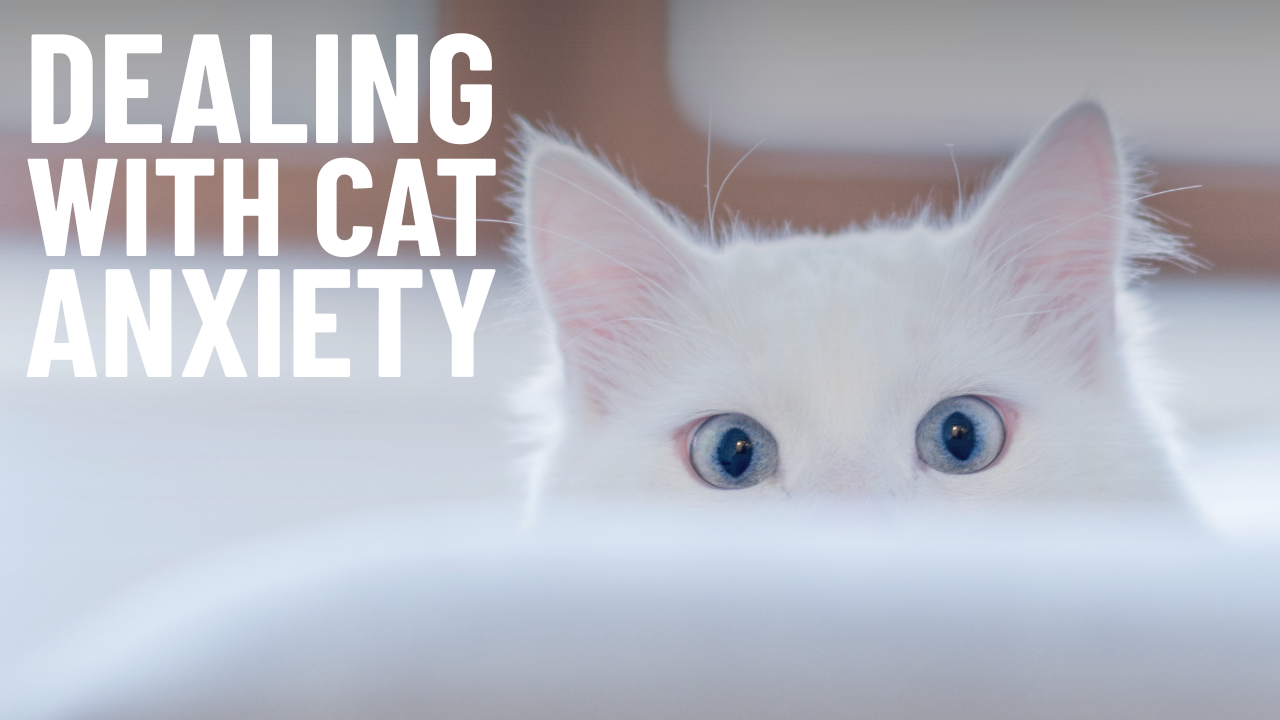 How to Reduce Cat Anxiety?