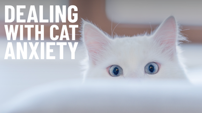 How to Reduce Cat Anxiety?