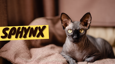 Sphynx Cat 101 - History, Personality and Traits