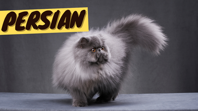Persian Cat 101 - History, Personality and Traits