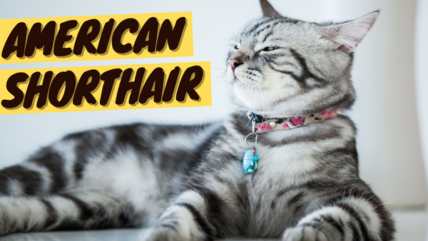 American Shorthair 101 - History, Personality and Traits