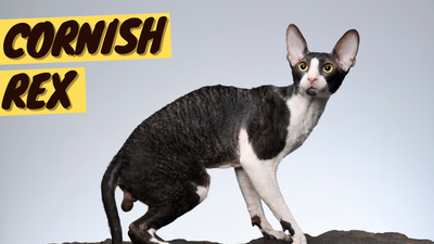 Cornish Rex 101 - History, Personality and Traits