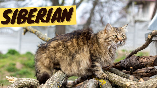 Siberian Cat 101 - History, Personality and Traits