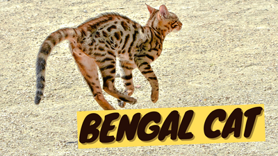 Bengal Cat 101 - History, Personality and Traits