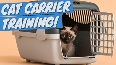 How To Get Your Cat Into a Pet Carrier