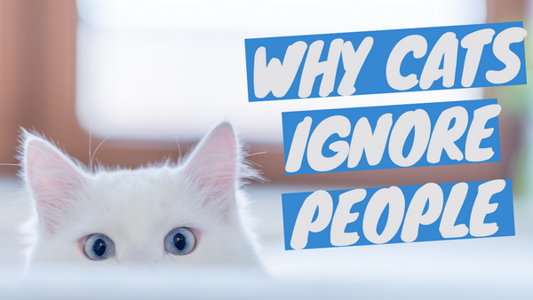 Reasons Why Your Cat Does Not Listen to You
