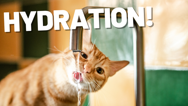 The Importance of Water Intake and Hydration for Cats