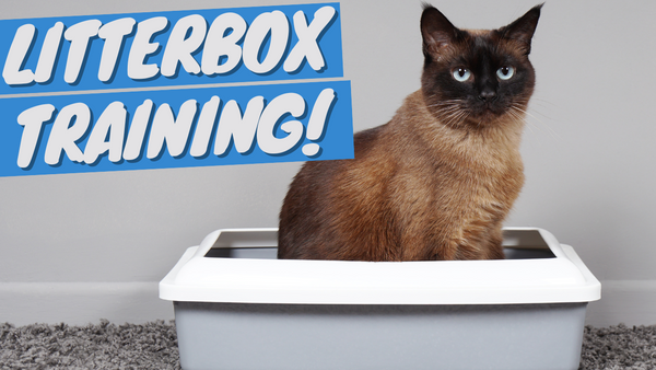 Train Your Cat to Use a Litter Box (Easy Step-by-Step)