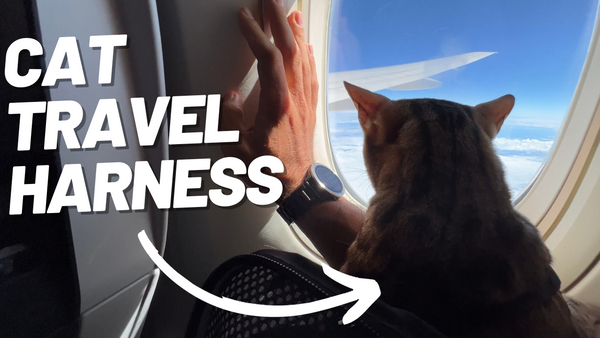 What to Look for on a Harness to Travel with Your Cat
