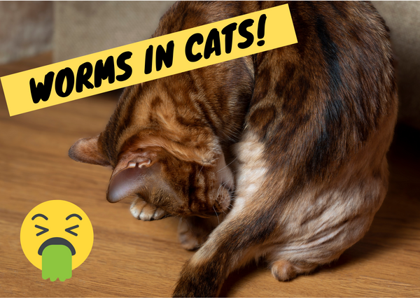 How Do Cats Get Worms? A Vet’s Guide on How to Avoid Them