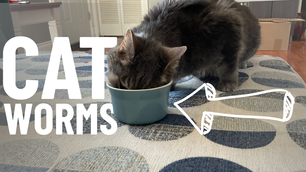 How Do Cats Get Worms? A Vet’s Guide on How to Avoid Them