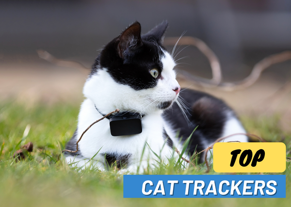 How to Choose the Perfect Cat Tracker: Top Options for Responsible Cat Parents