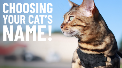 250+ Cat Names for Every Personality and Breed