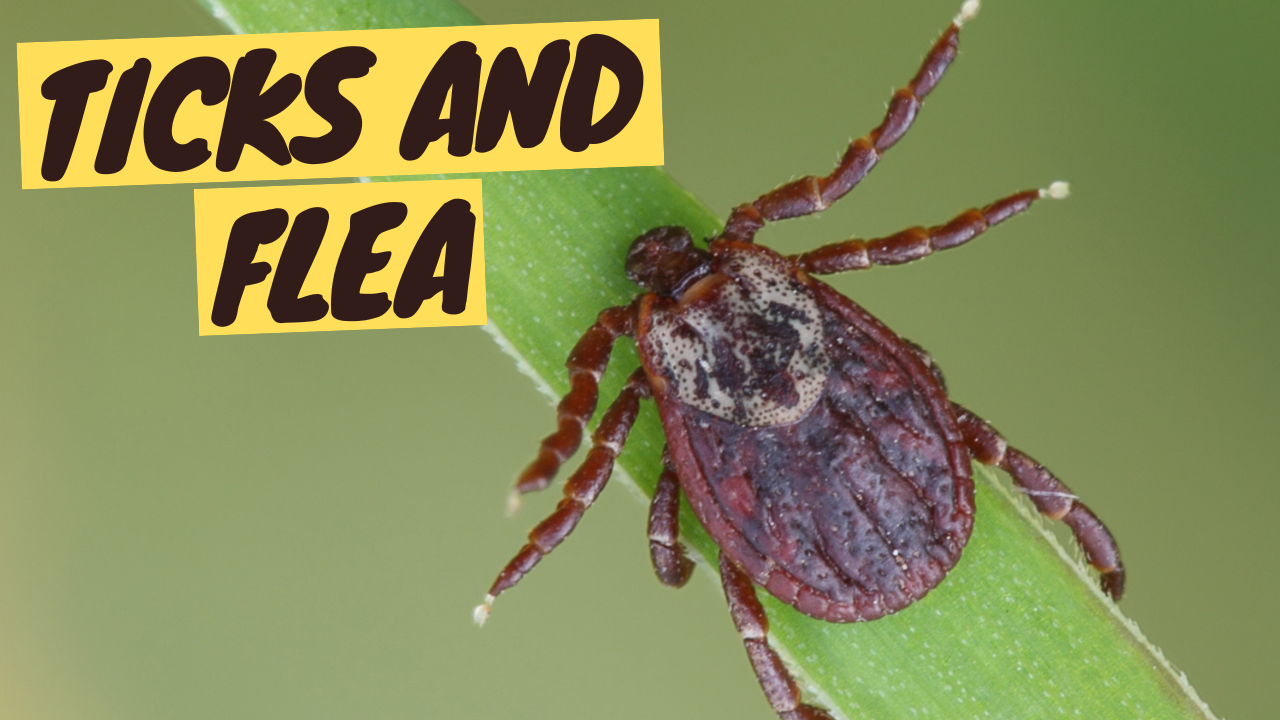 Flea and Ticks on Cats - Prevention, Spotting, Removing, and Treatment