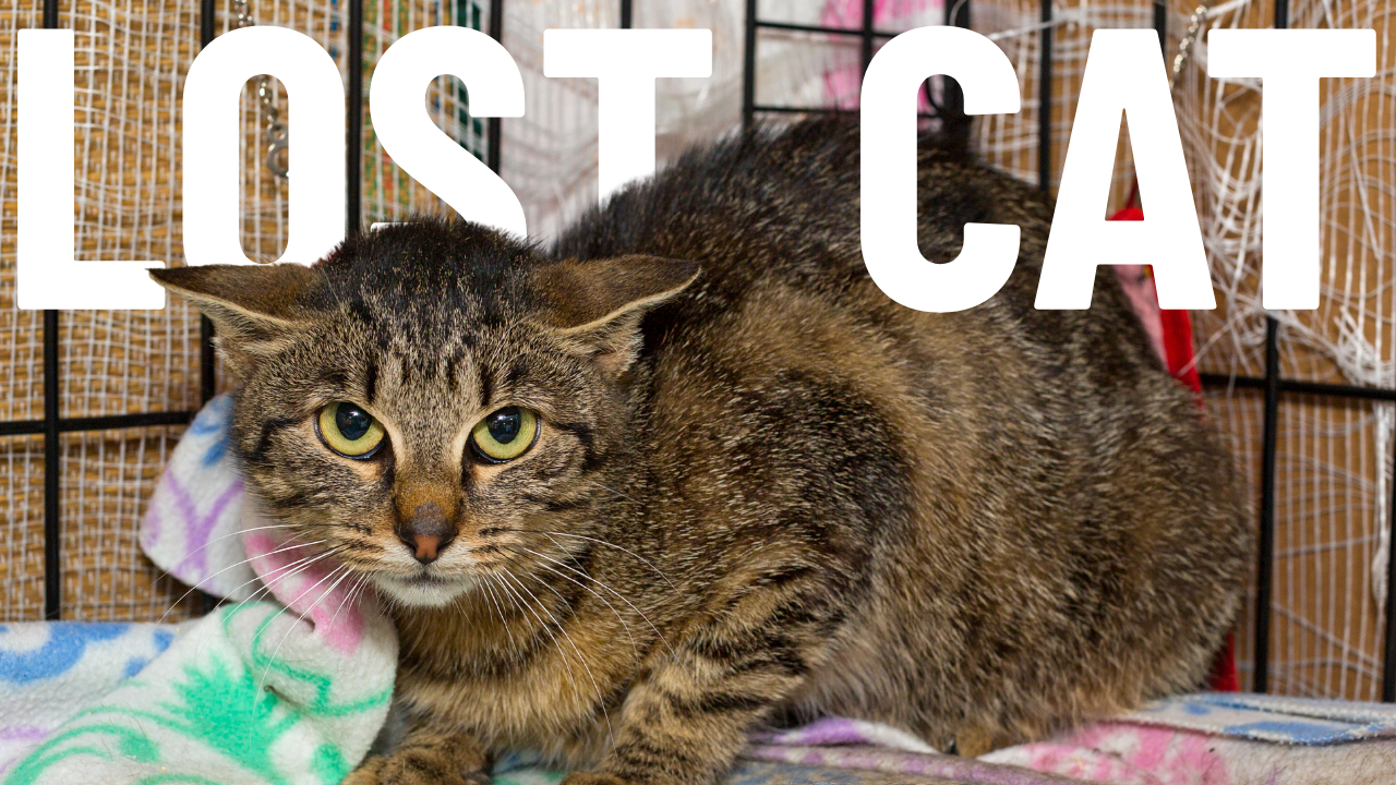 Lost Cat? - 6 Tips to Find a Cat that's Gone Missing or Escaped