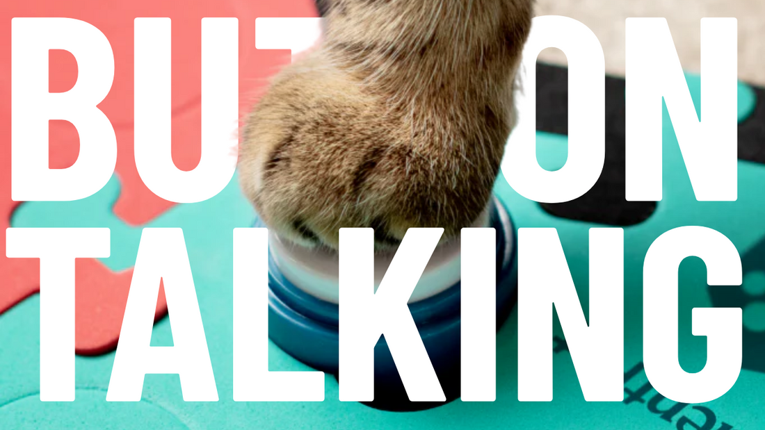 How to Use Talking Buttons - Train a Cat to Use Talking Buttons
