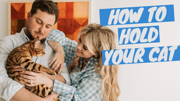 The Ancient Art of Holding Cats - It's Easier than You Think