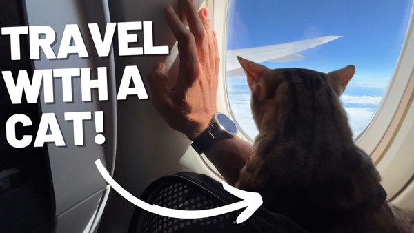 All You Need to Know to Fly With a Cat by Plane (Even Internationally)