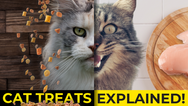 Are Cat Treats Healthy? Unraveling the Truth