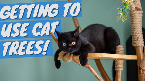 Teach Your Cat to Use the New Cat Tree