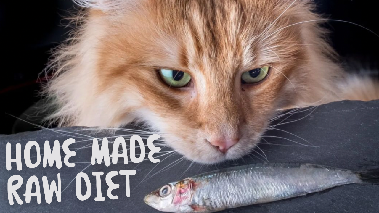 Supercharging Your Cat's Health with This Homemade Raw Diet
