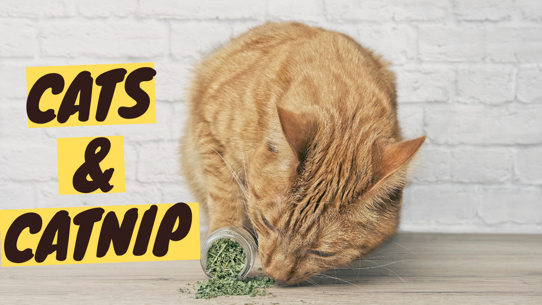Catnip: Why Cats Go CRAZY for This Simple Plant?