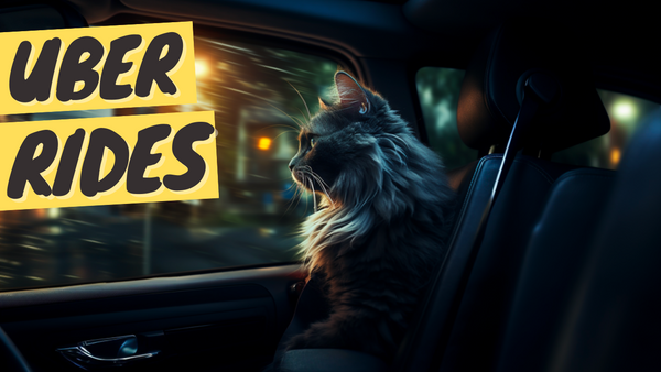 Traveling with Your Cat Using Uber: A Complete Guide for Cat Parents