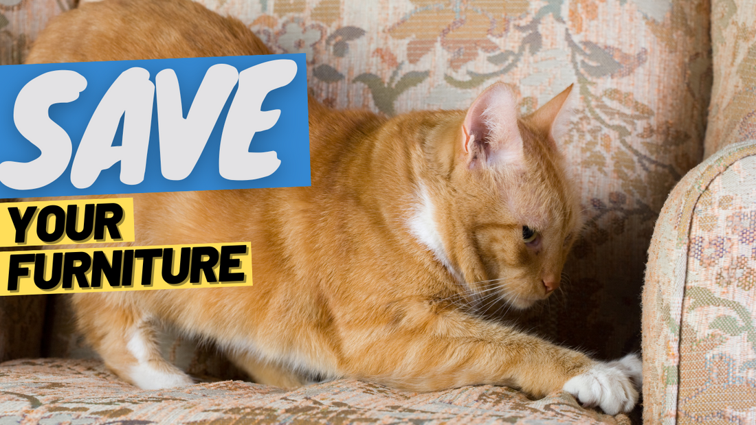 Stop Your Cat from Scratching Furniture