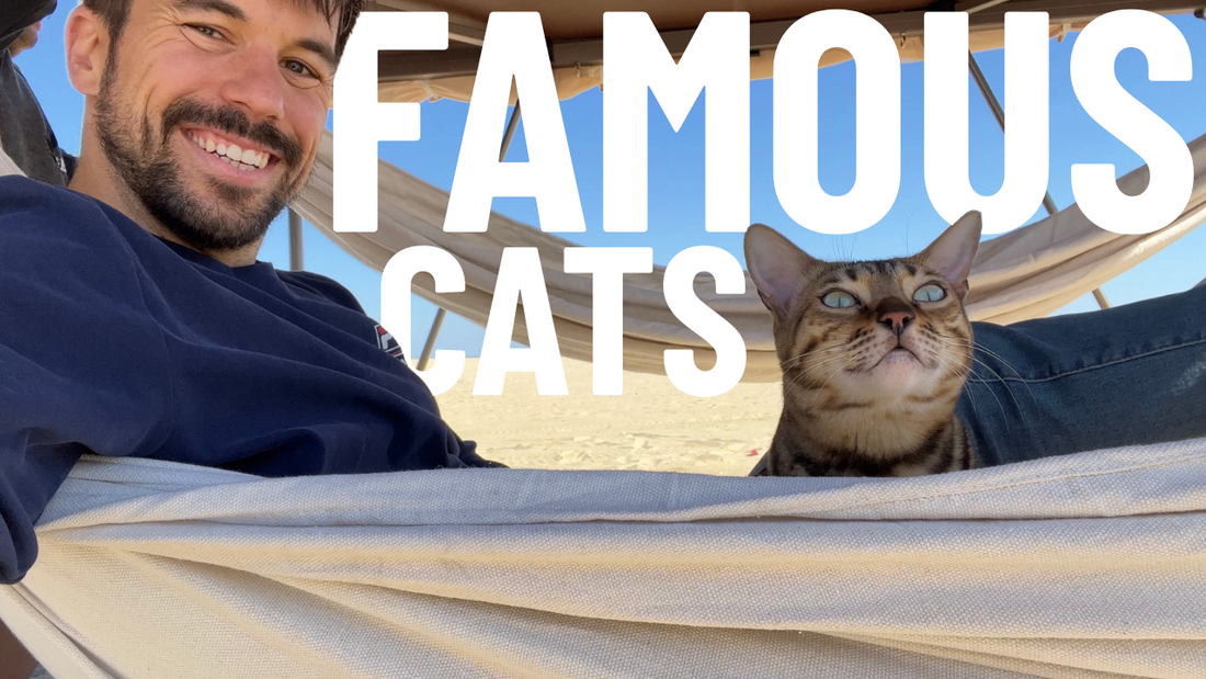 10 Famous TikTok Cat Influencers & their Viral Cat Videos