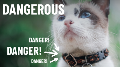 Be Careful With Your Cat's Collar