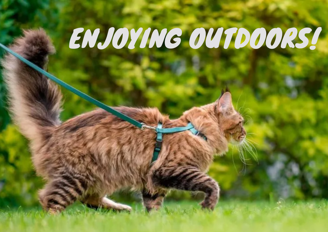 Benefits of Using a Cat Harness - Enjoying the Great Outdoors Safely
