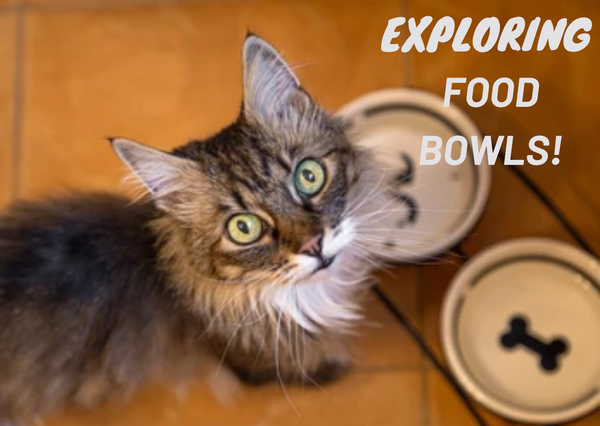 Exploring the Best Food Bowls for Your Feline Friend: A Comprehensive Guide