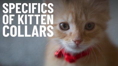 Safe Kitten Collars: What to Look for & What to Avoid