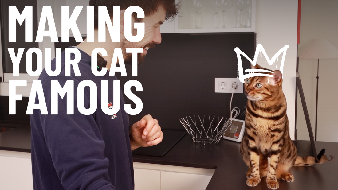 Making Your Cat Internet Famous - 3 Easy Steps