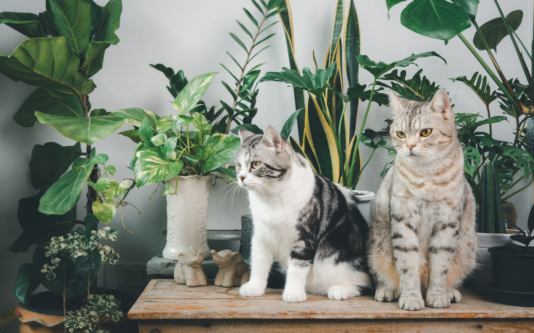 Cat Friendly Indoor Plants