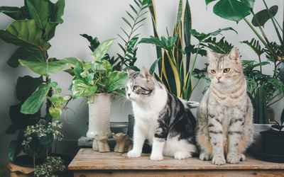 15 Safe and Non-Toxic Plants for Cat Lovers: A Comprehensive Guide