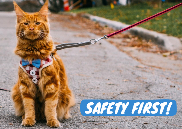 Safety Tips for Walking Your Cat with a Harness