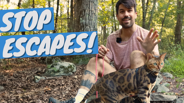 No More Escapes: Keep Your Cat from Escaping Harness
