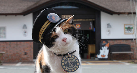Most famous cats of the history: Tama the Feline Stationmaster