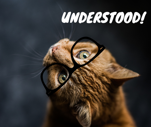 Understanding Cat Behavior During Harness Training