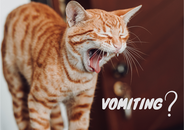 Understanding Cat Vomiting: A Guide for Concerned Cat Parents