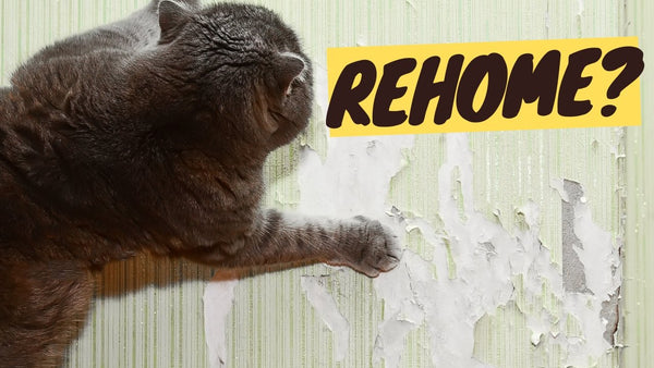 A Guide to Rehoming a Cat