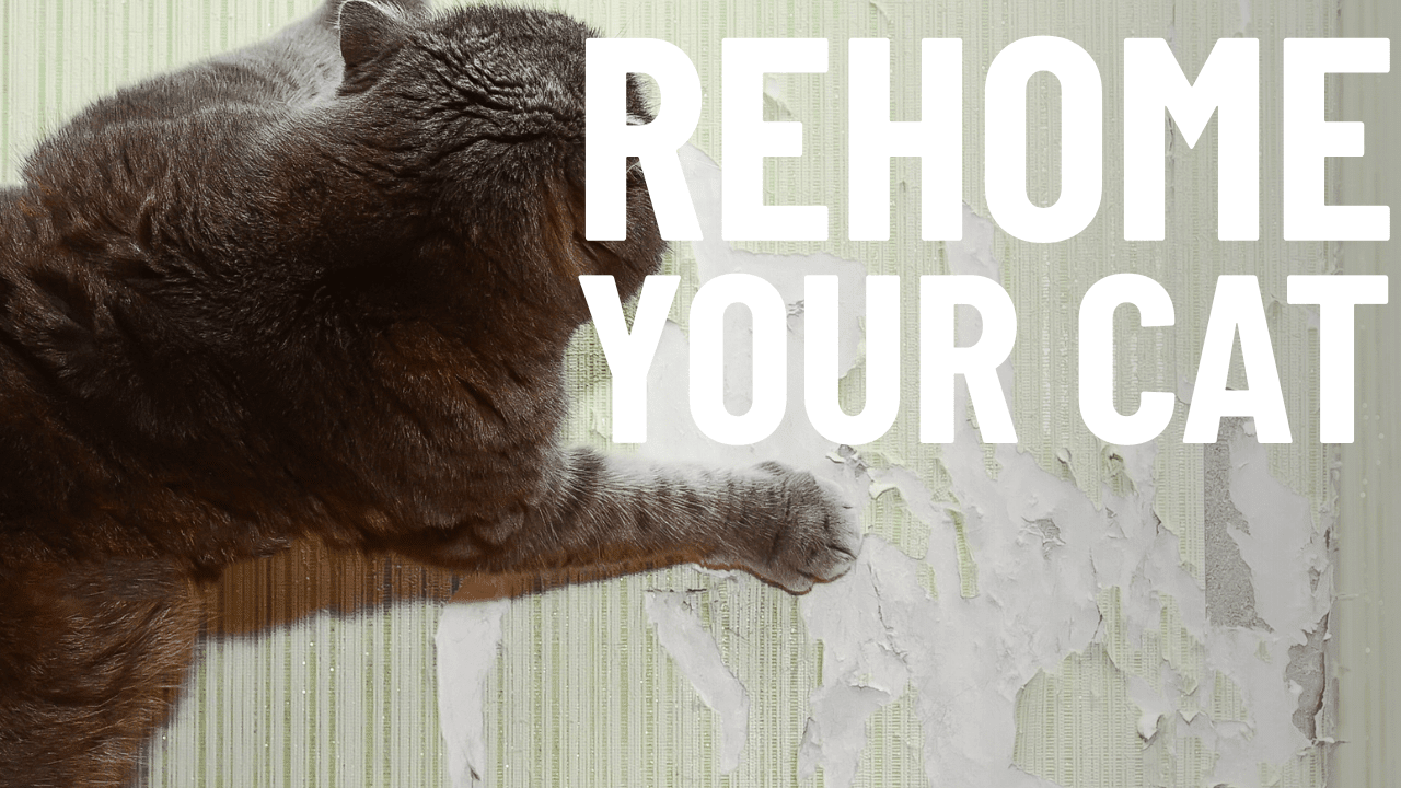 A Guide to Rehoming a Cat - OutdoorBengal