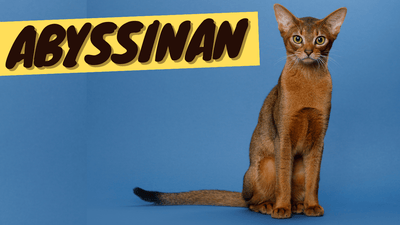 Abyssinian Cat 101 - History, Personality and Traits - OutdoorBengal