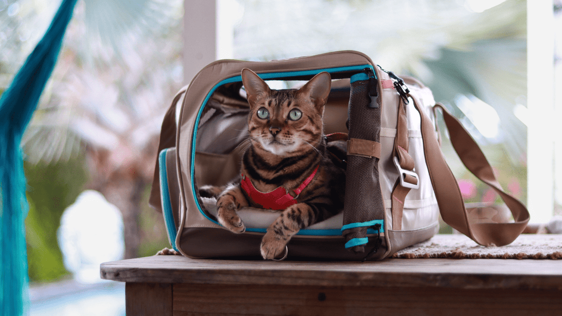 Adventure Cat Gear - Essentials to Walk a Cat - OutdoorBengal