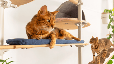 Aesthetic Cat Trees - Cat Trees DON’T Have to Look Like Cat Trees - OutdoorBengal