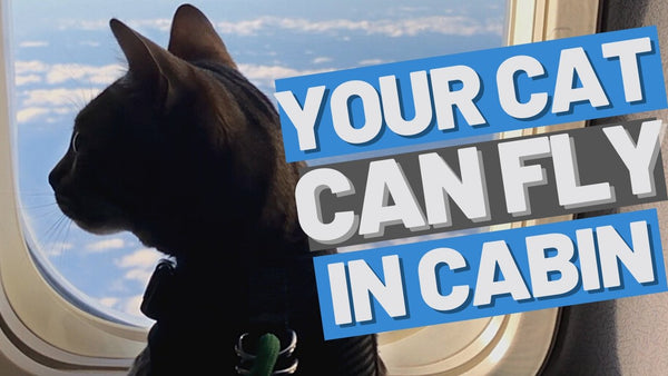 All You Need to Know to Fly With a Cat by Plane (Even Internationally)