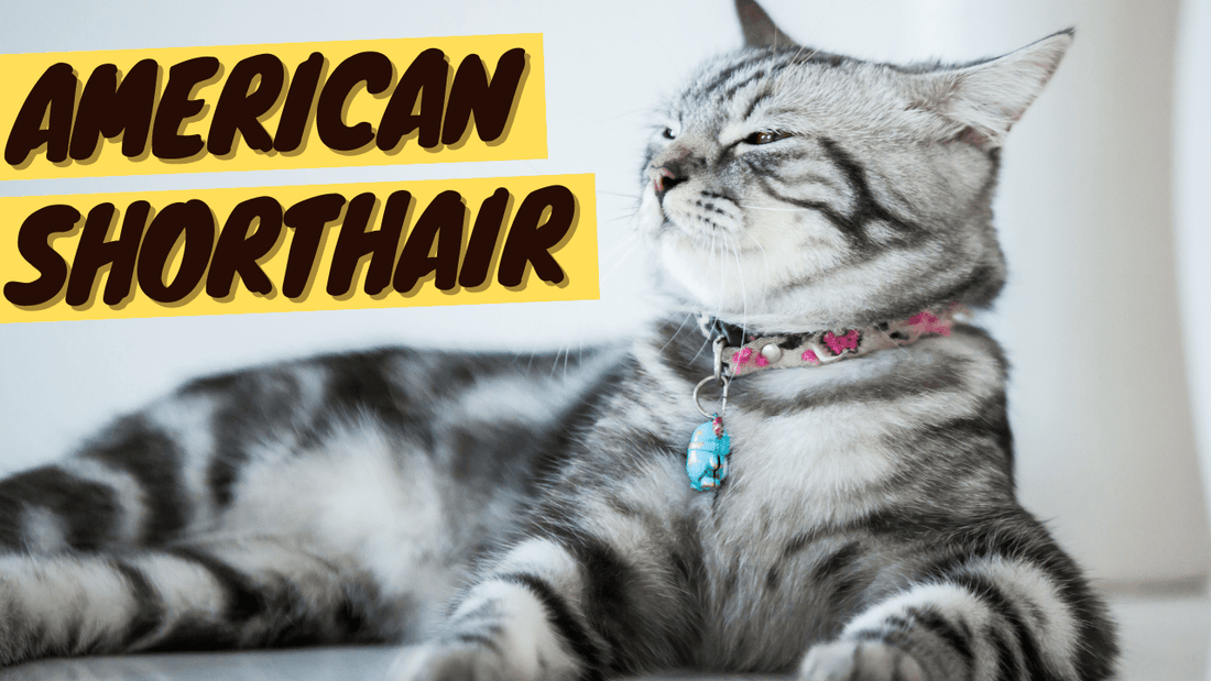 American Shorthair 101 - History, Personality and Traits - OutdoorBengal
