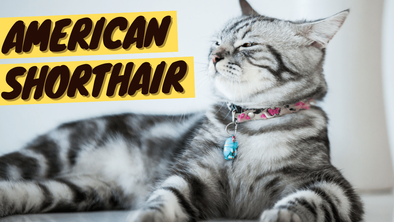 American Shorthair 101 - History, Personality and Traits - OutdoorBengal