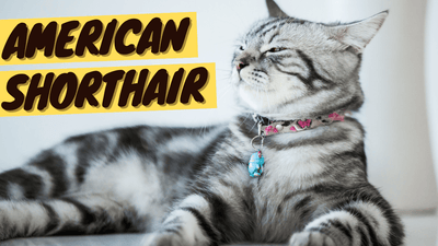 American Shorthair 101 - History, Personality and Traits - OutdoorBengal